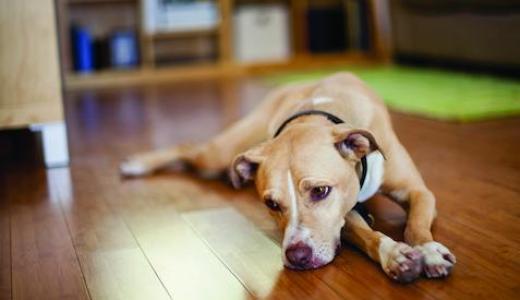 Фото лежащей собаки