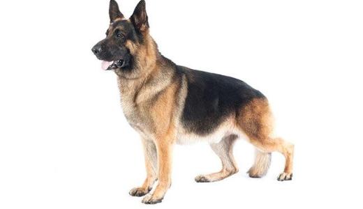 Фото немецкой овчарки