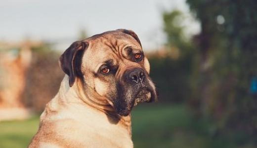 Фото собаки