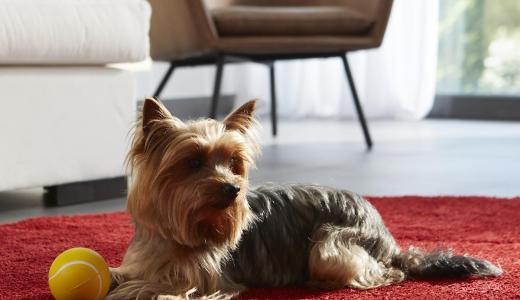 Фото собаки с запором