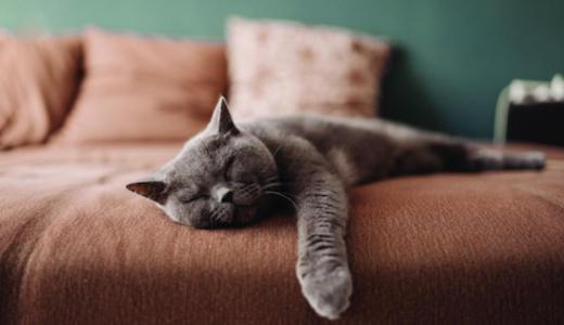 Фото кошки на диване