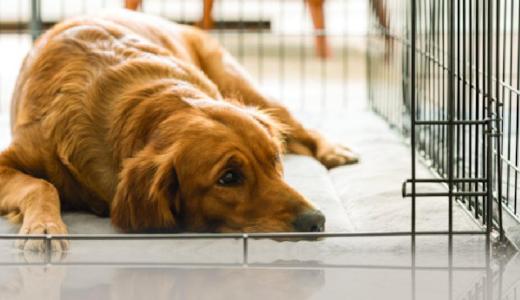 Фото собаки