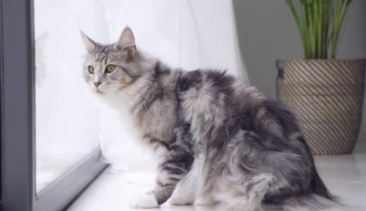 Фото кота около окна