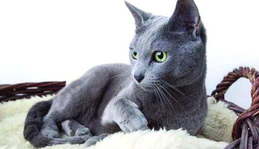 Фото лежащей кошки