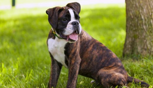 Фото собаки