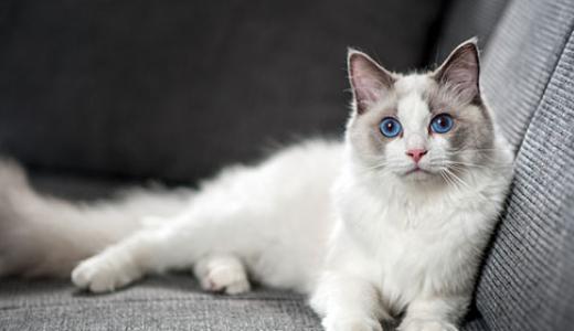 Фото кошки на диване