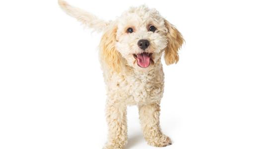 Фото собаки