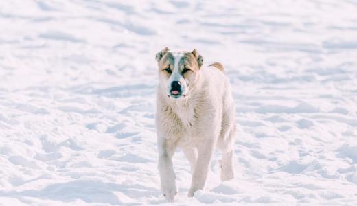 Фото собаки породы алабай
