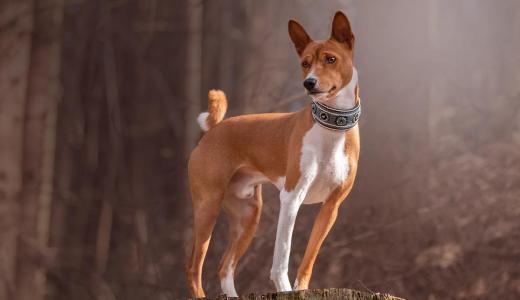 Фото собаки породы басенджи