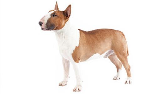 Фото собаки породы бультерьер