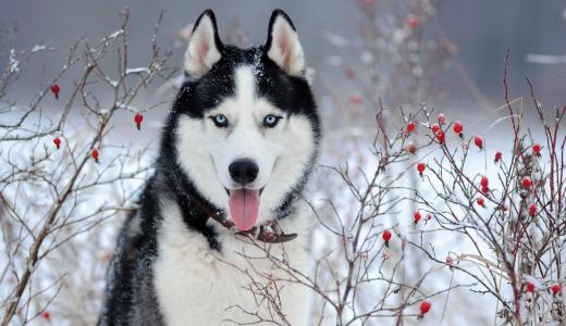Фото собаки породы хаски