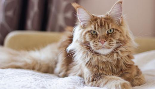 Фото кот лежит