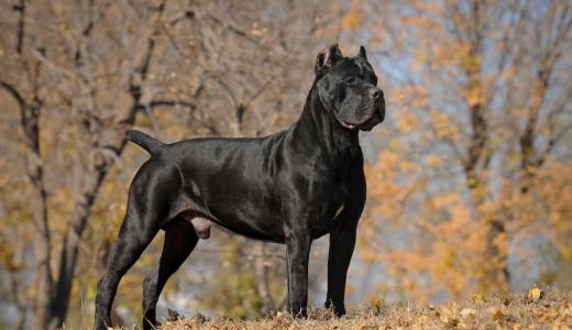 Фото собаки породы кане-корсо