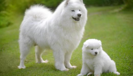 Фото породы самоед