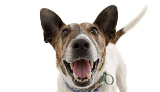 Фото собаки