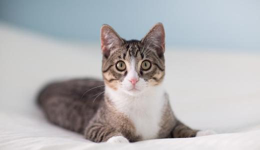 Фото кошка лежит