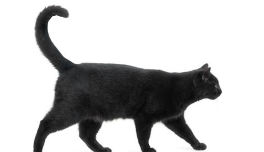 Фото черной кошки