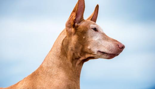 Фото собаки в профиль