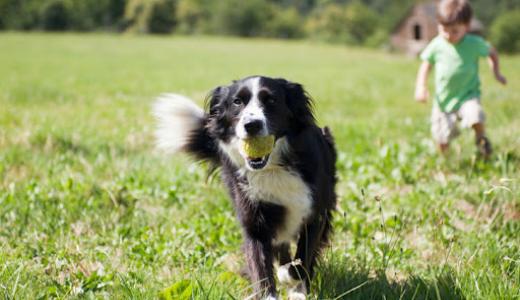 Фото собаки с мячем