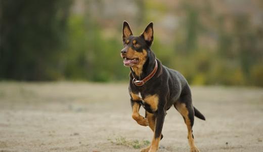 Фото собаки