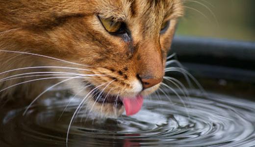 Фото кошка пьет