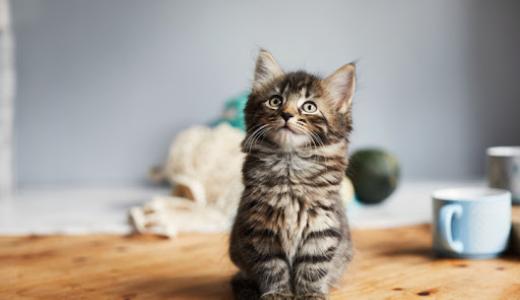 Фото котенка