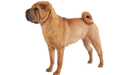 Фото шарпея