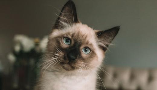 Фото сиамской кошки