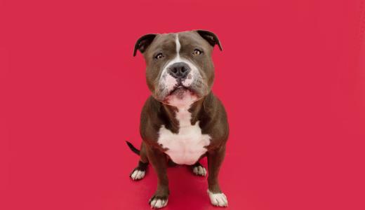 Американский булли