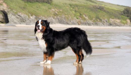 Бернский зенненхунд