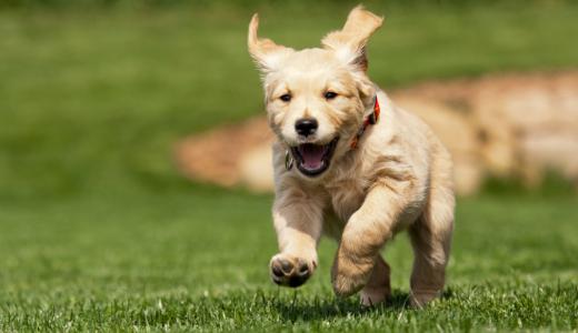 Щенок бежит по траве