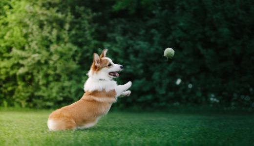 Вельш корги