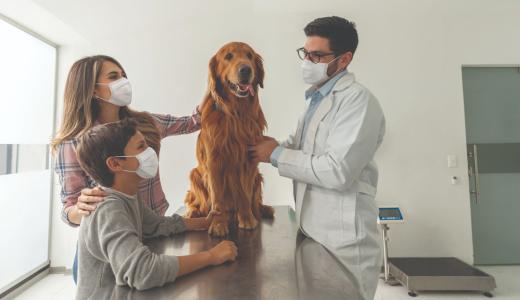 ветеринар осматривает собаку