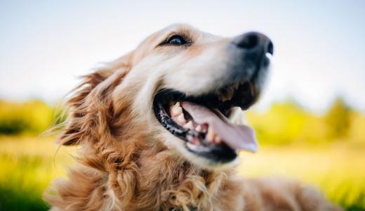 Золотистый ретривер с открытой пастью