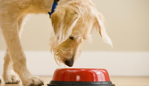 собака нюхает миску с водой