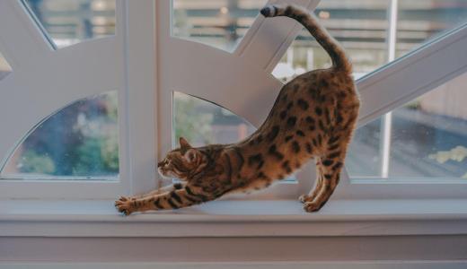 Бенгальская кошка на окне