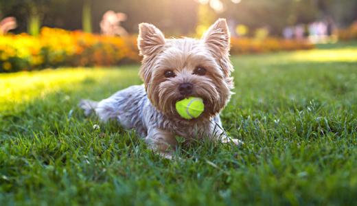 Йоркширский терьер с мячиком