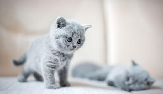 Котята серого окраса