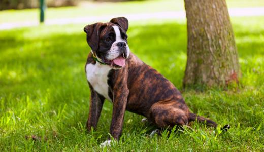 Порода собак Боксер