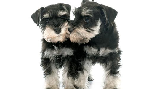 Два щенка стоят рядом