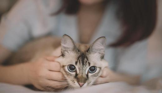 Кошка на руках у женщины