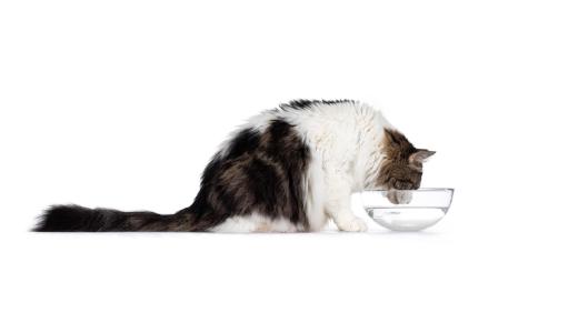 Кошка пьет воду из миски