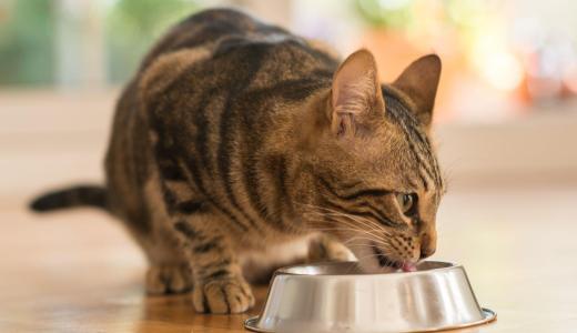 Кошка пьет из миски