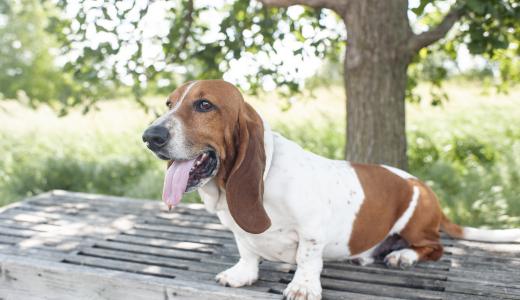 Бассет-хаунд
