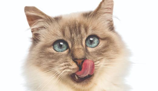 Бирманская кошка облизывается