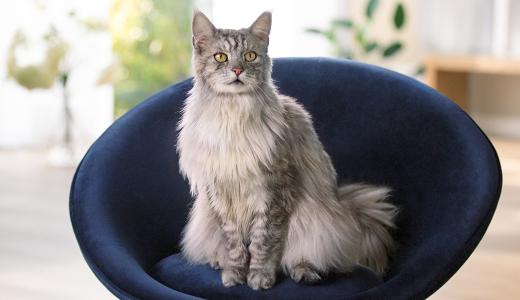 Пушистый кот сидит на стуле