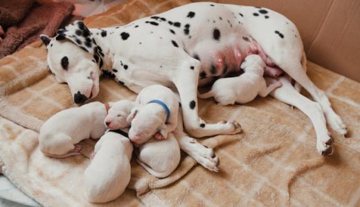 Собака со щенками