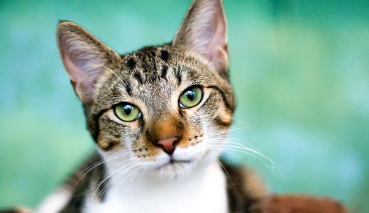 Насморк у кошки