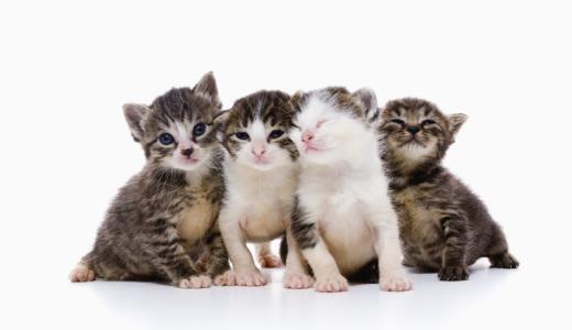 Маленькие котята