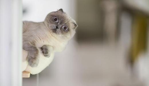 Кошка лежит на полке